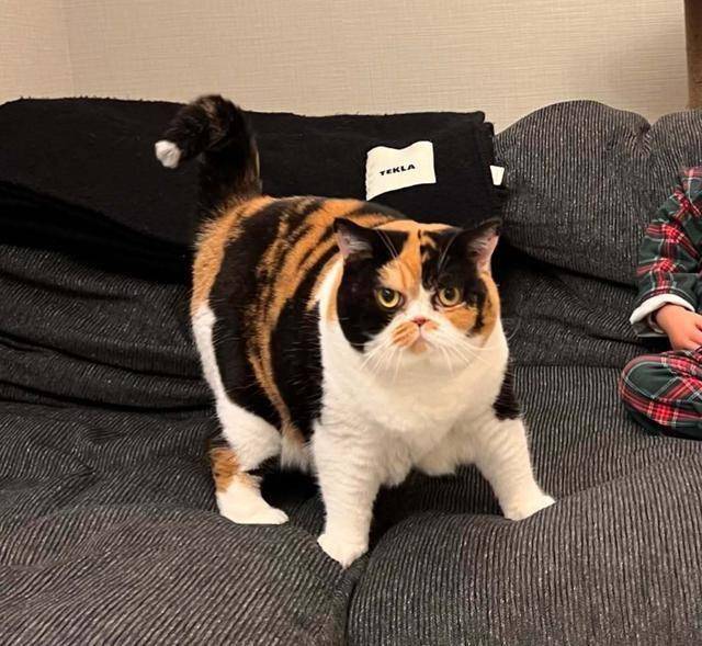 主人晒出家里三花猫的侧颜，网友笑喷：说好的三花都是大美女呢？_搜狐网