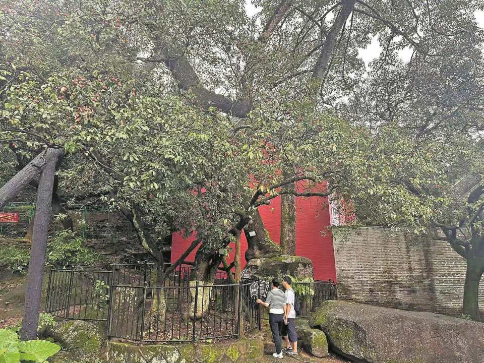 重生之许你以爱:超千岁荔枝树再结硕果！迄今有1024岁，是广州目前树龄最老的荔枝树