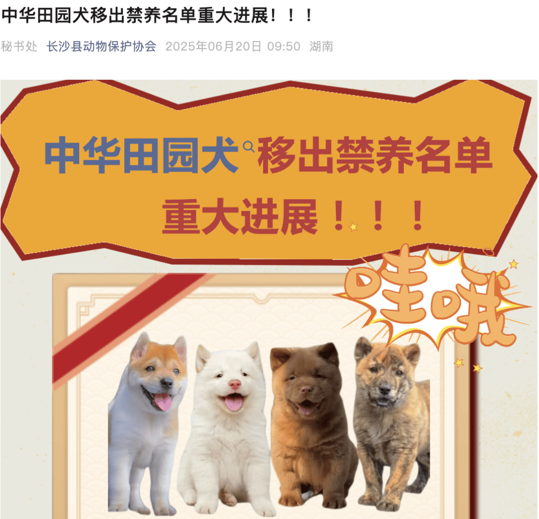 红楼之仁心:广州等多地，已解禁土狗