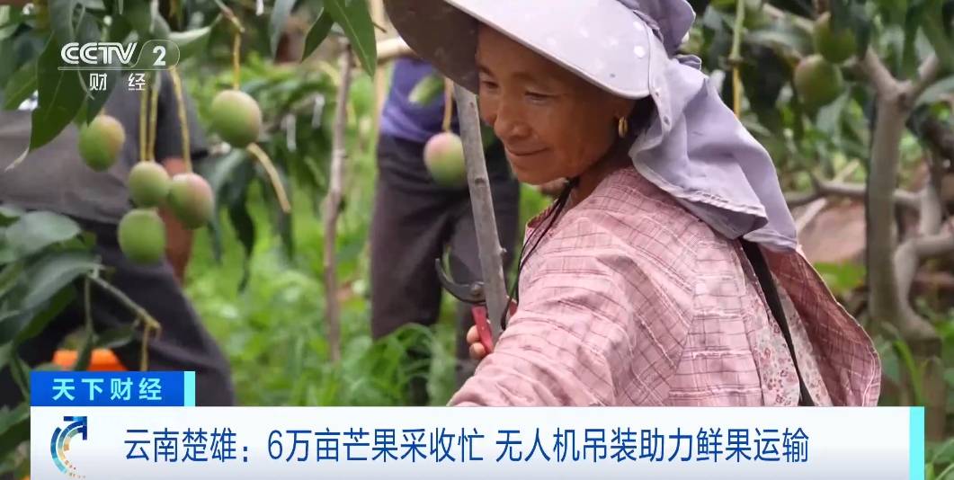 从“人背马驮”到“低空飞翔”！无人机吊装芒果，效率大幅提高