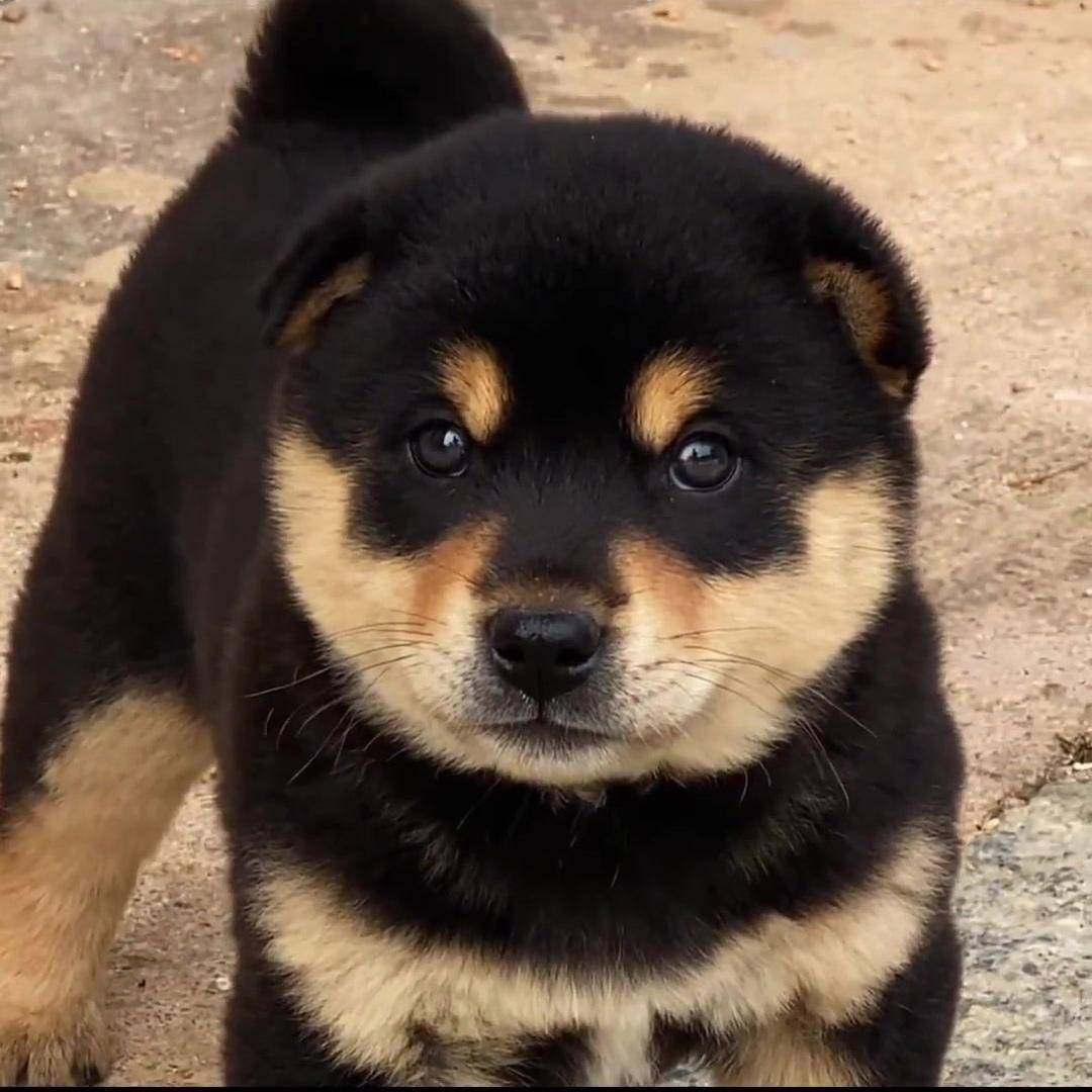 宠物专家张娟:中华田园犬面临西方资本的物种替换,保护忠诚伙伴