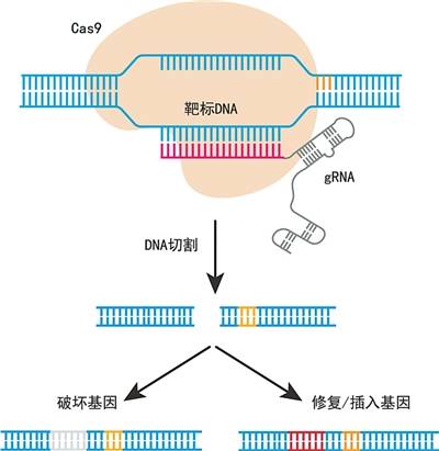 基因编辑：改写生命密码的“神笔”