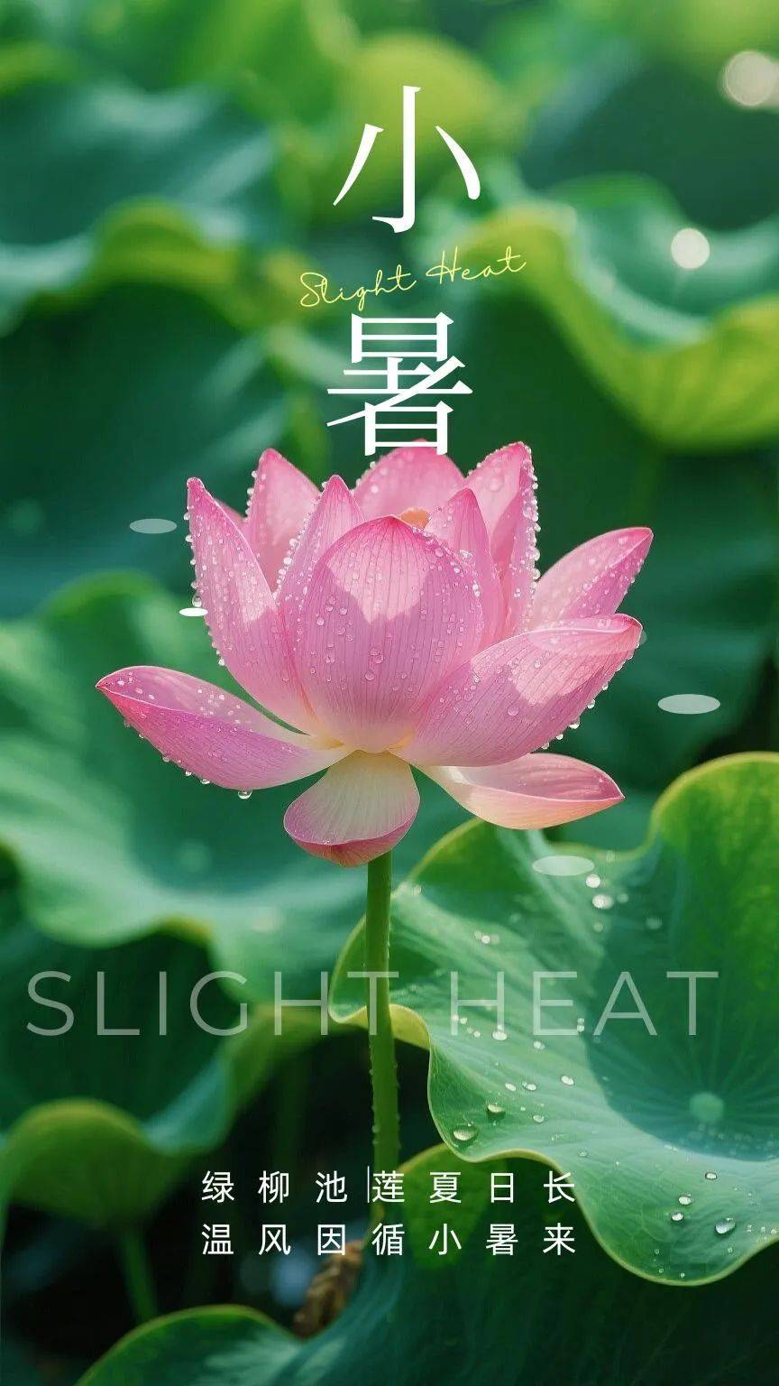 小暑,问候!