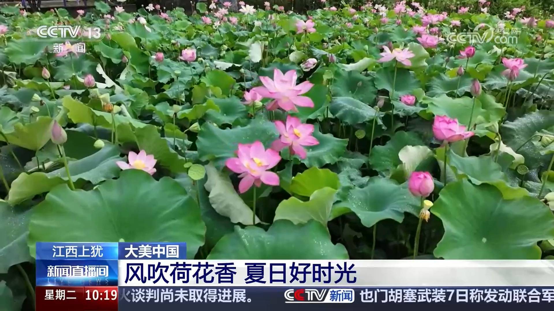 梯田、荷花、蔬菜 夏日乡村美丽富饶、生机勃勃