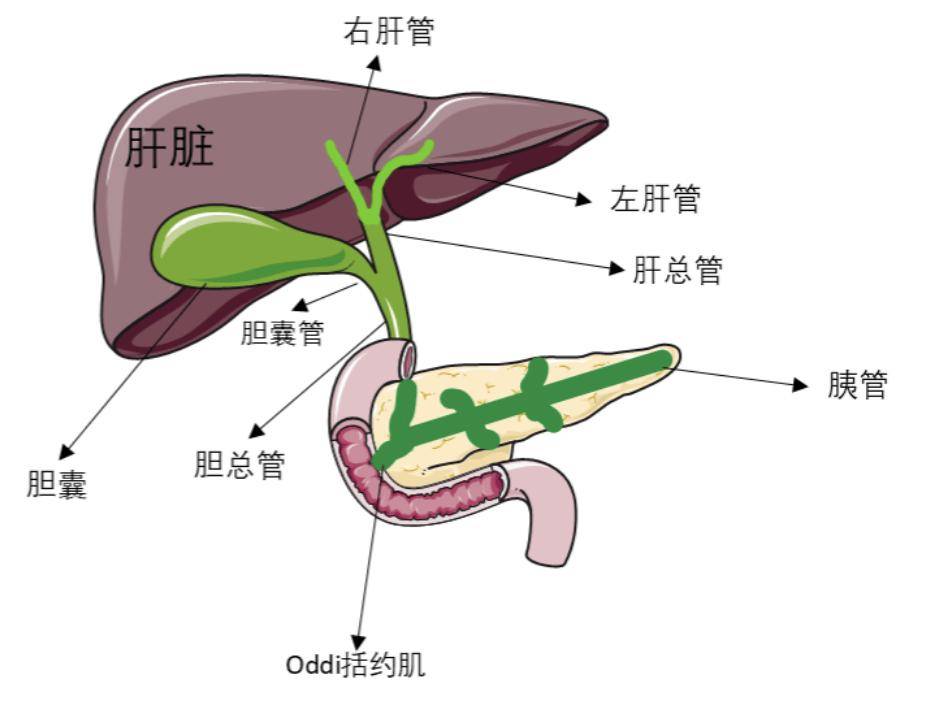 肝外胆管:包括肝总管,胆囊管和胆总管,负责胆汁的排出;※ 肝内胆管