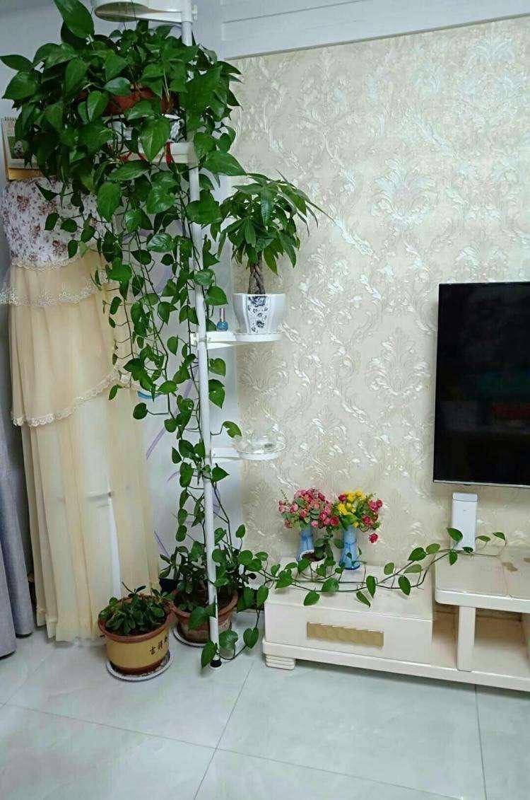 天冷养绿萝,"三个方面"需注意,叶子绿油油到明年更旺