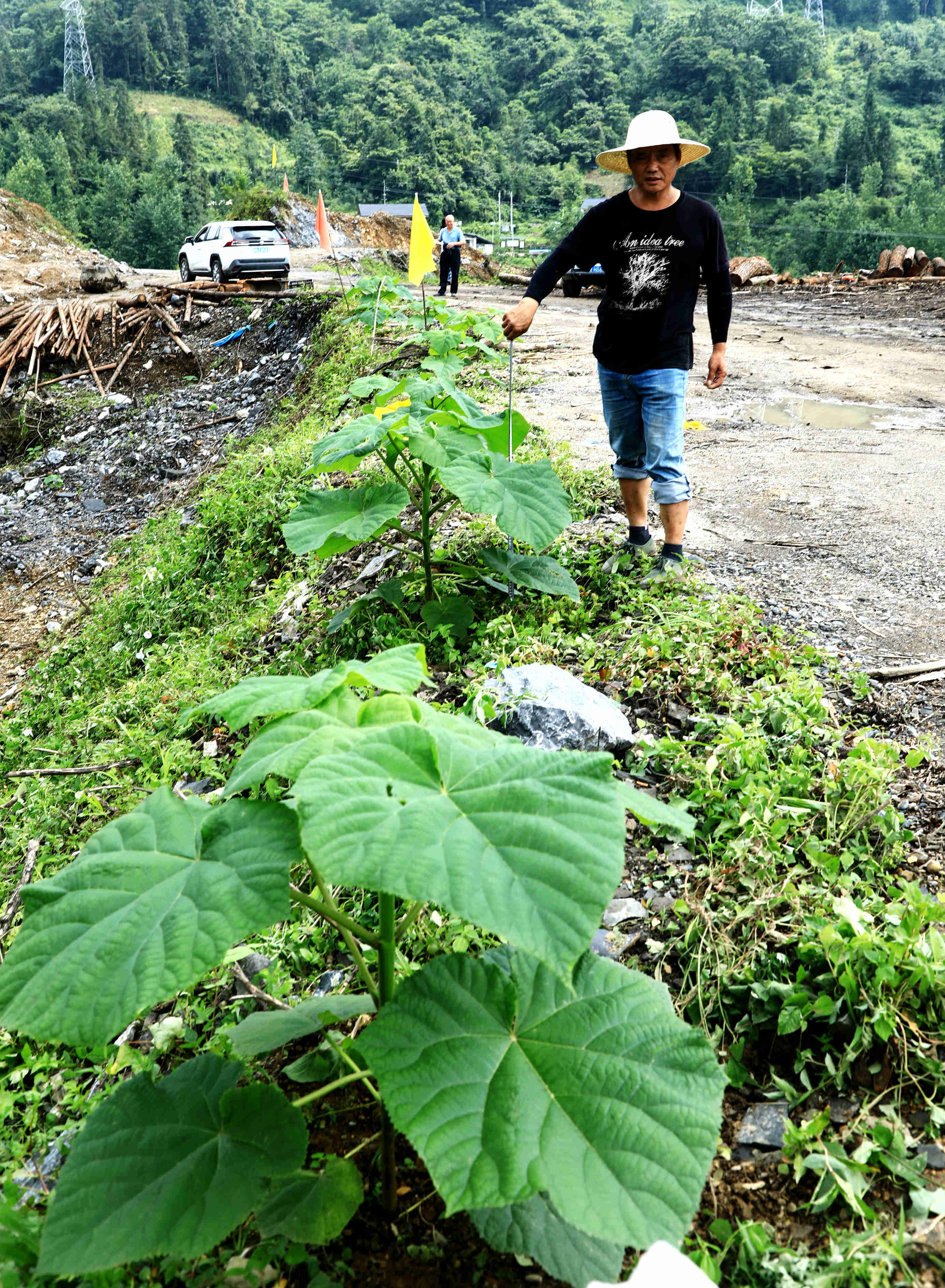 行摄鹤峰乡村发展梧桐产 打造绿色银行