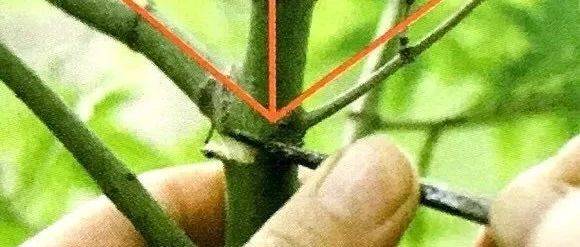 压条法制作盆景素材,不仅要掌握压条方法,更要熟悉移植技巧!_台友_步骤_进行