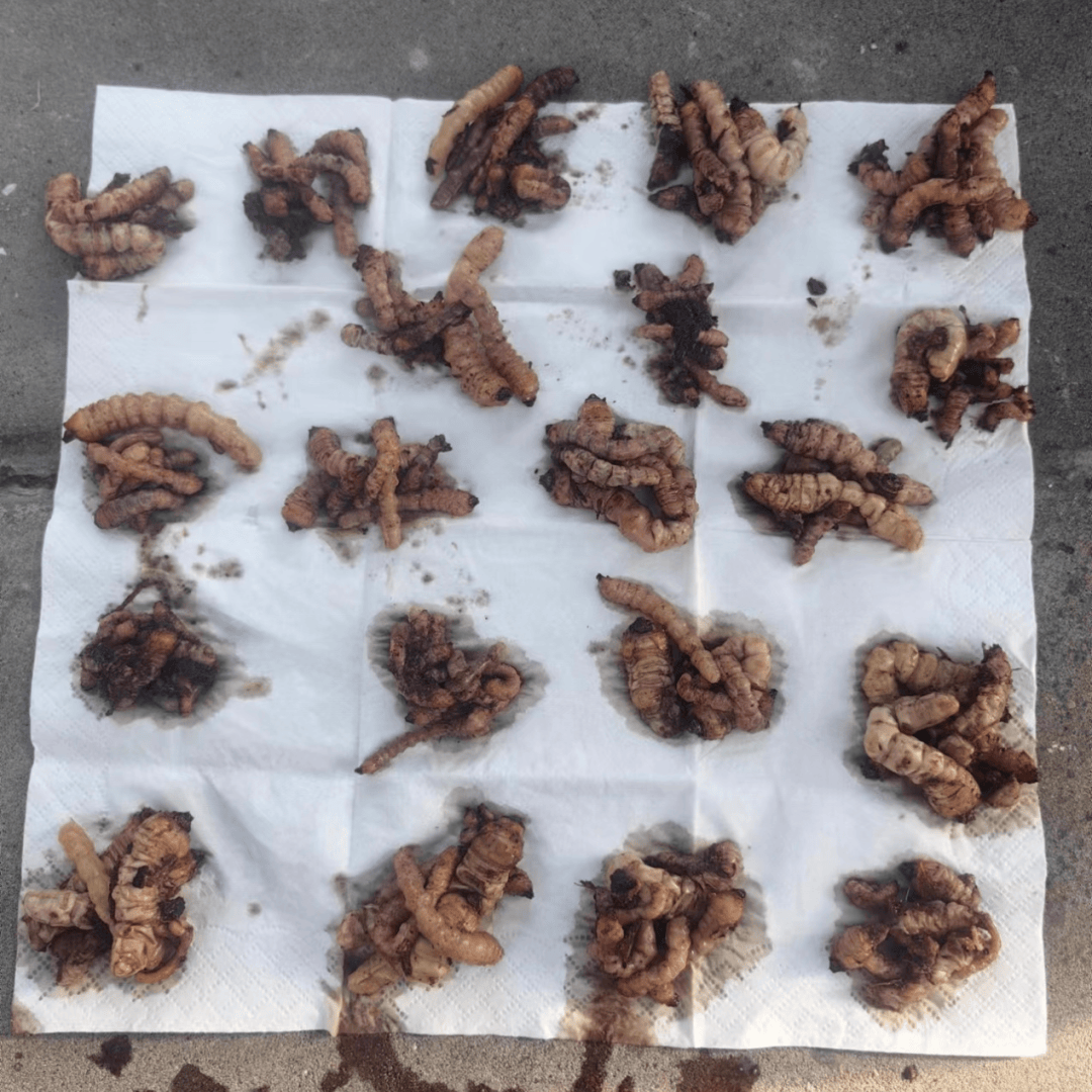 星天牛:悬铃木的隐形杀手