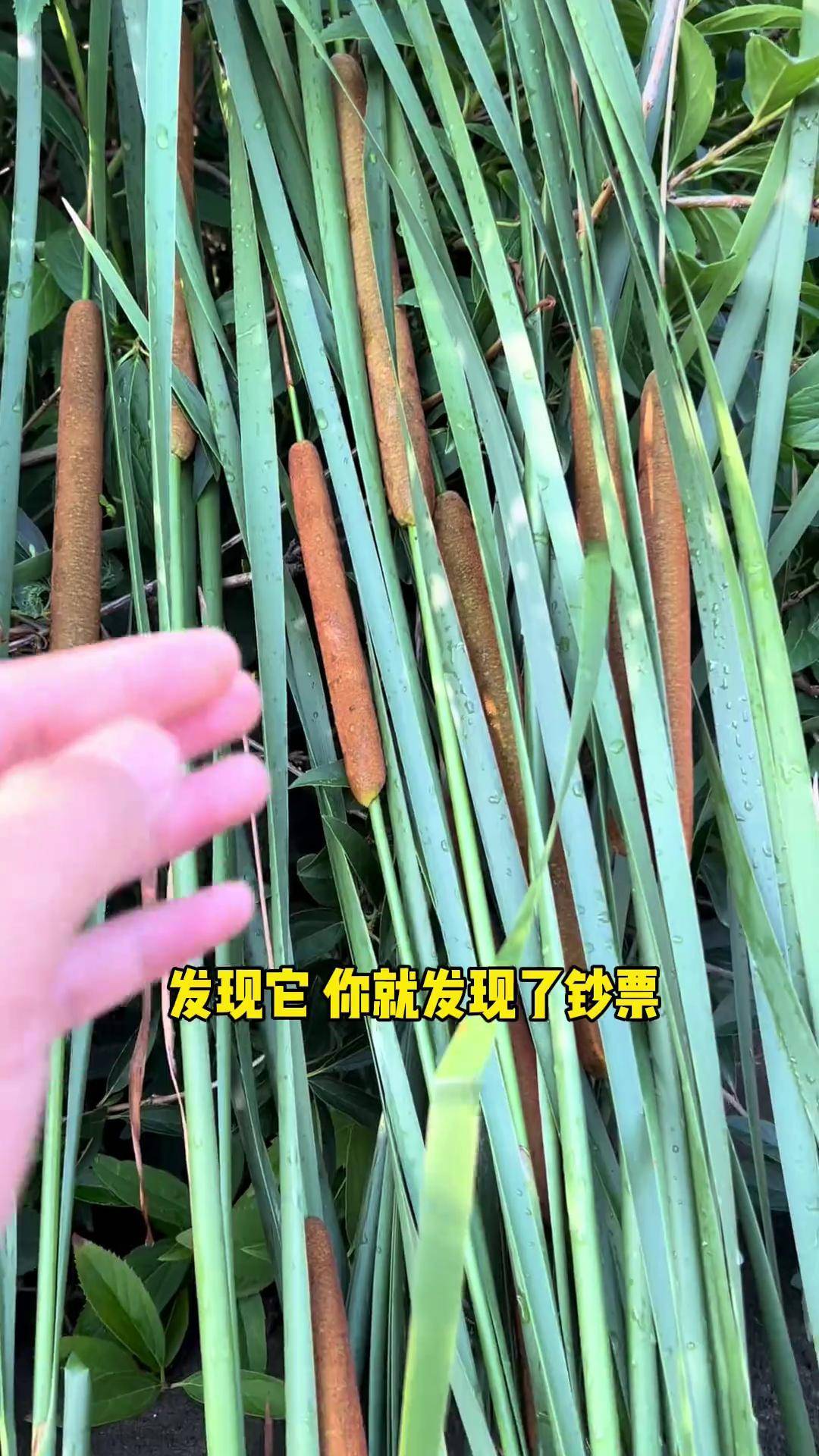 了不起的水蜡烛水蜡烛又叫香肠草,因为生长在水边外形酷似蜡烛而得名