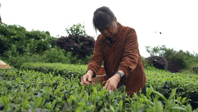 湄潭：一片茶叶背后的乡村振兴答卷