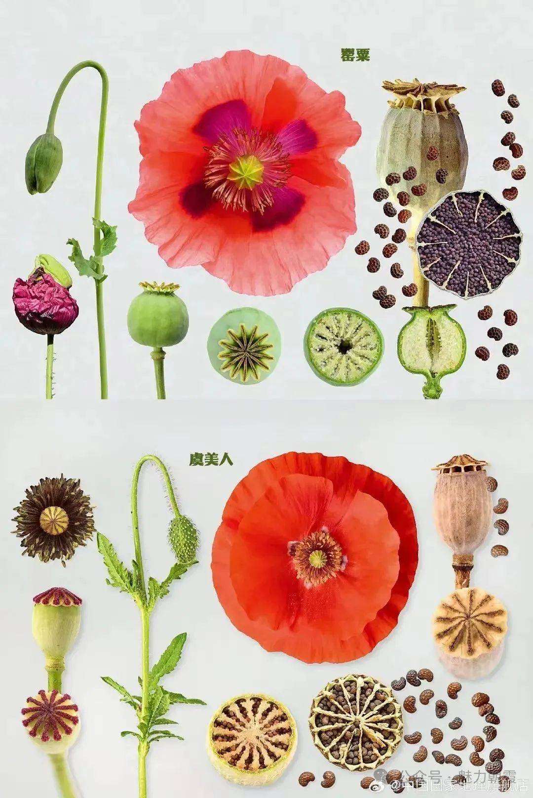 虞美人_禁毒_罂粟