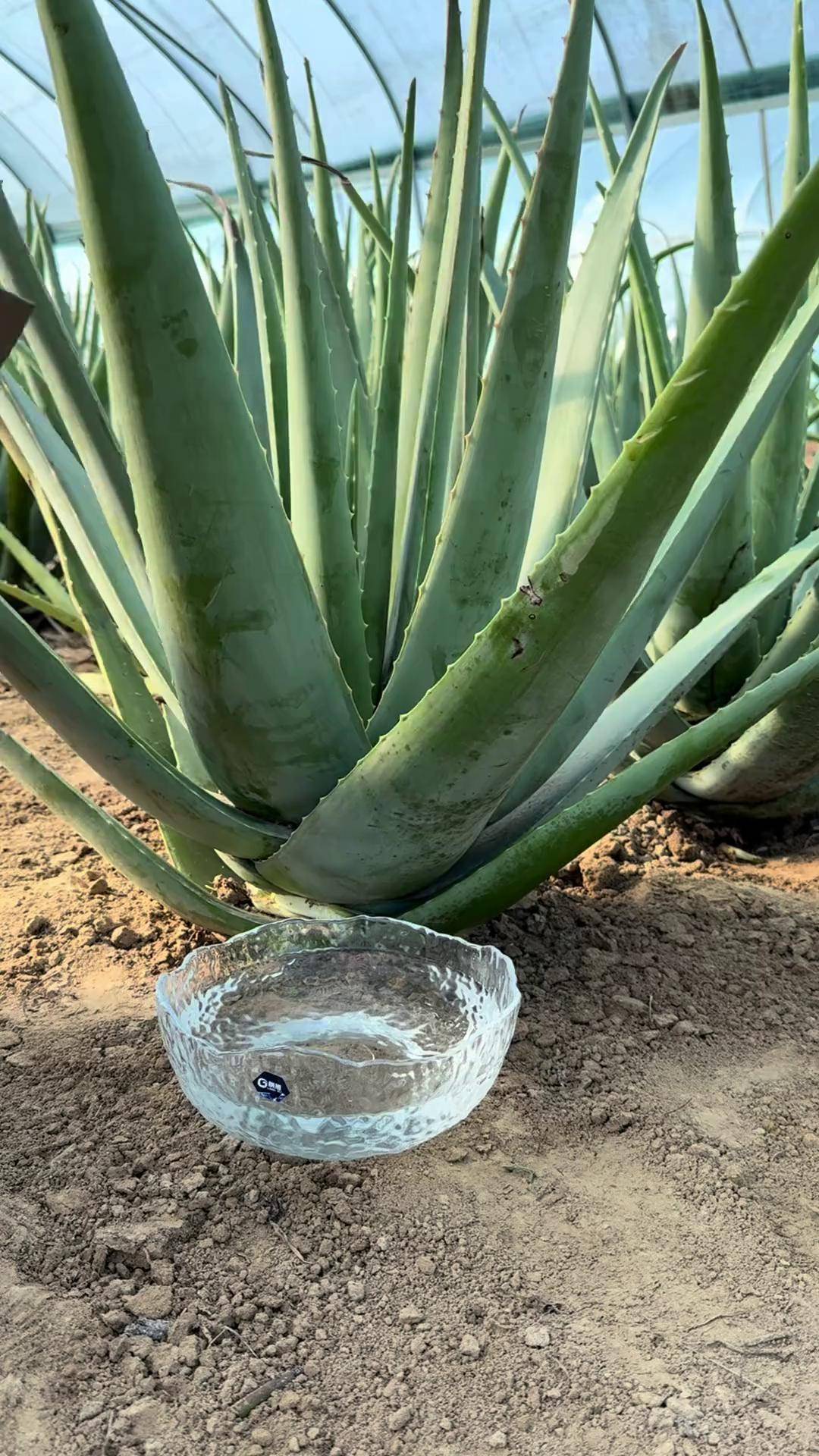 芦荟灌肤 补水面膜 轻松拥有好皮肤