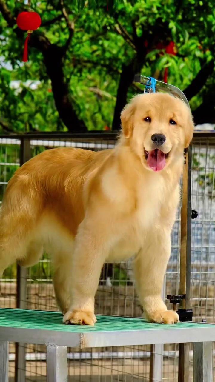 实在养不起了,个个两个多月,能吃能喝呀,这么多可咋办 金毛犬舍 双