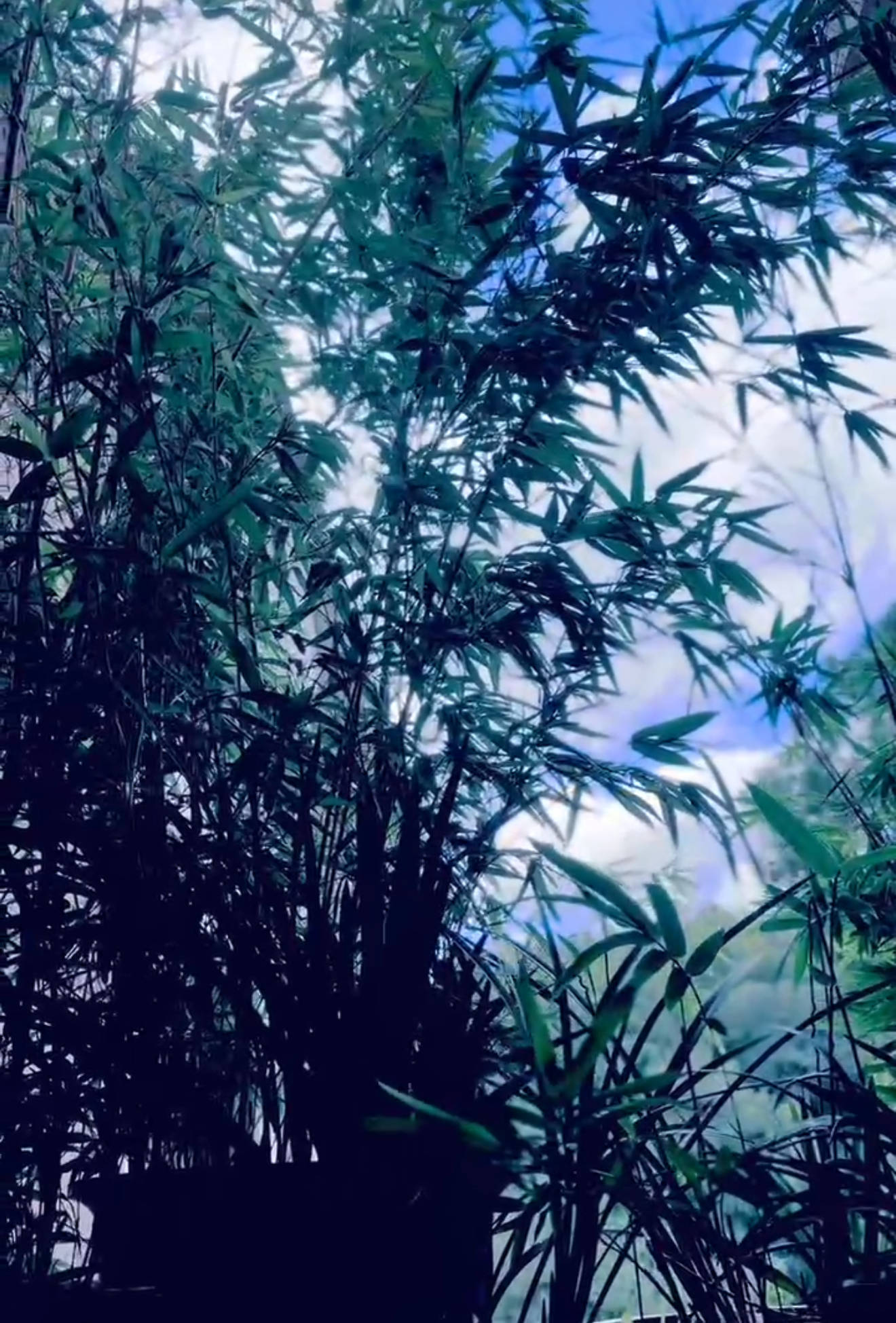 尹石|烏夜啼·西窗竹