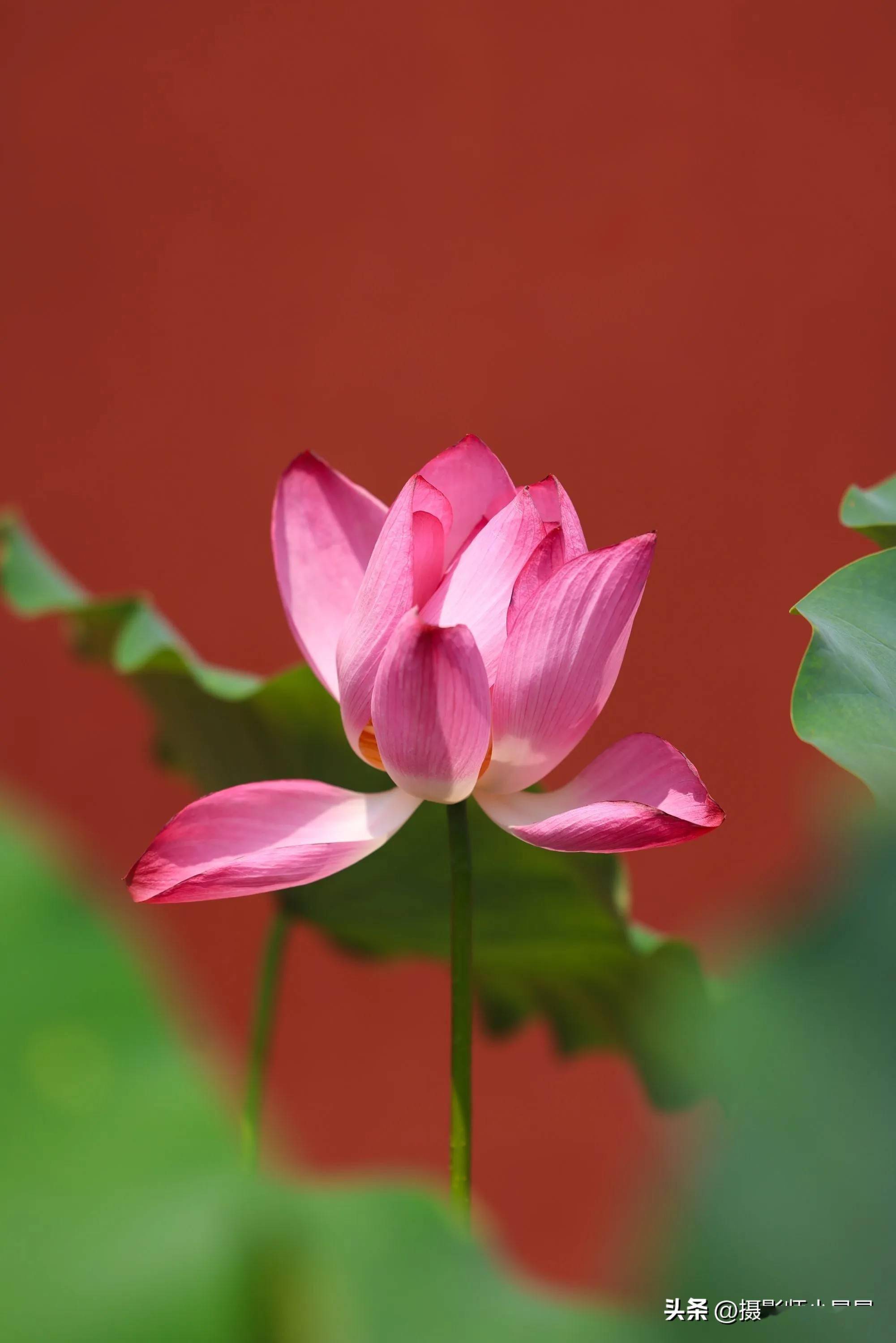 故宫摄影师小星星今天北京的红墙荷花盛开为盛夏带来清凉