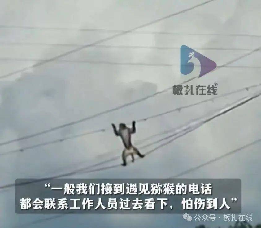 贵阳一猴子在高压电线上行走 当地：正常现象，切勿投喂挑逗