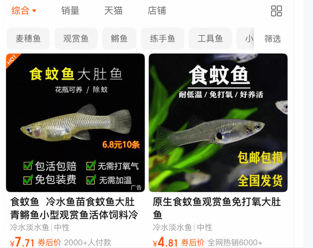 应对基孔肯雅热！佛山两公园5200尾灭蚊鱼“上岗”，研究称一尾饥饿的鱼一天能捕食438条蚊幼虫