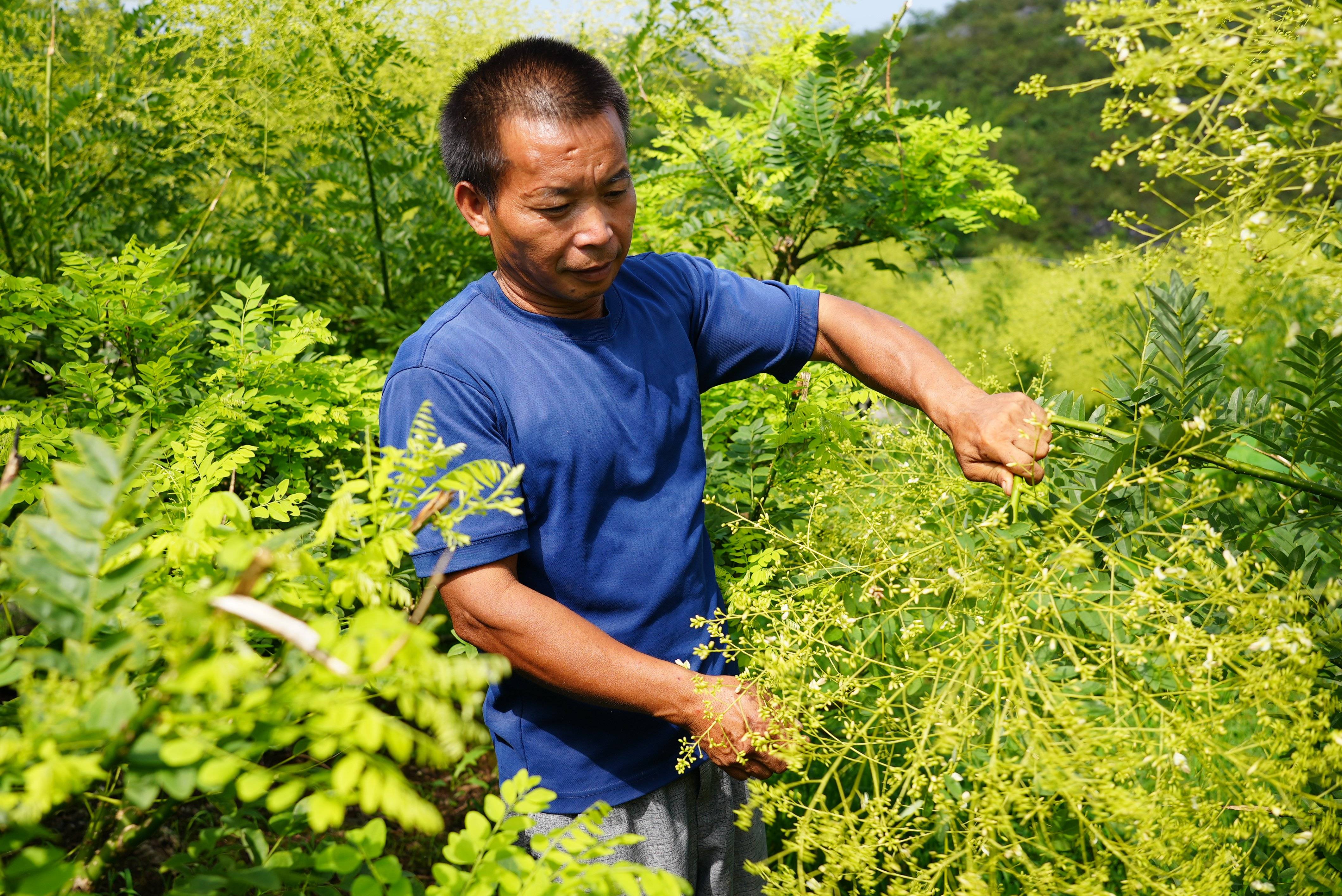 全州金槐遍野,烈日下的"黄金"收获