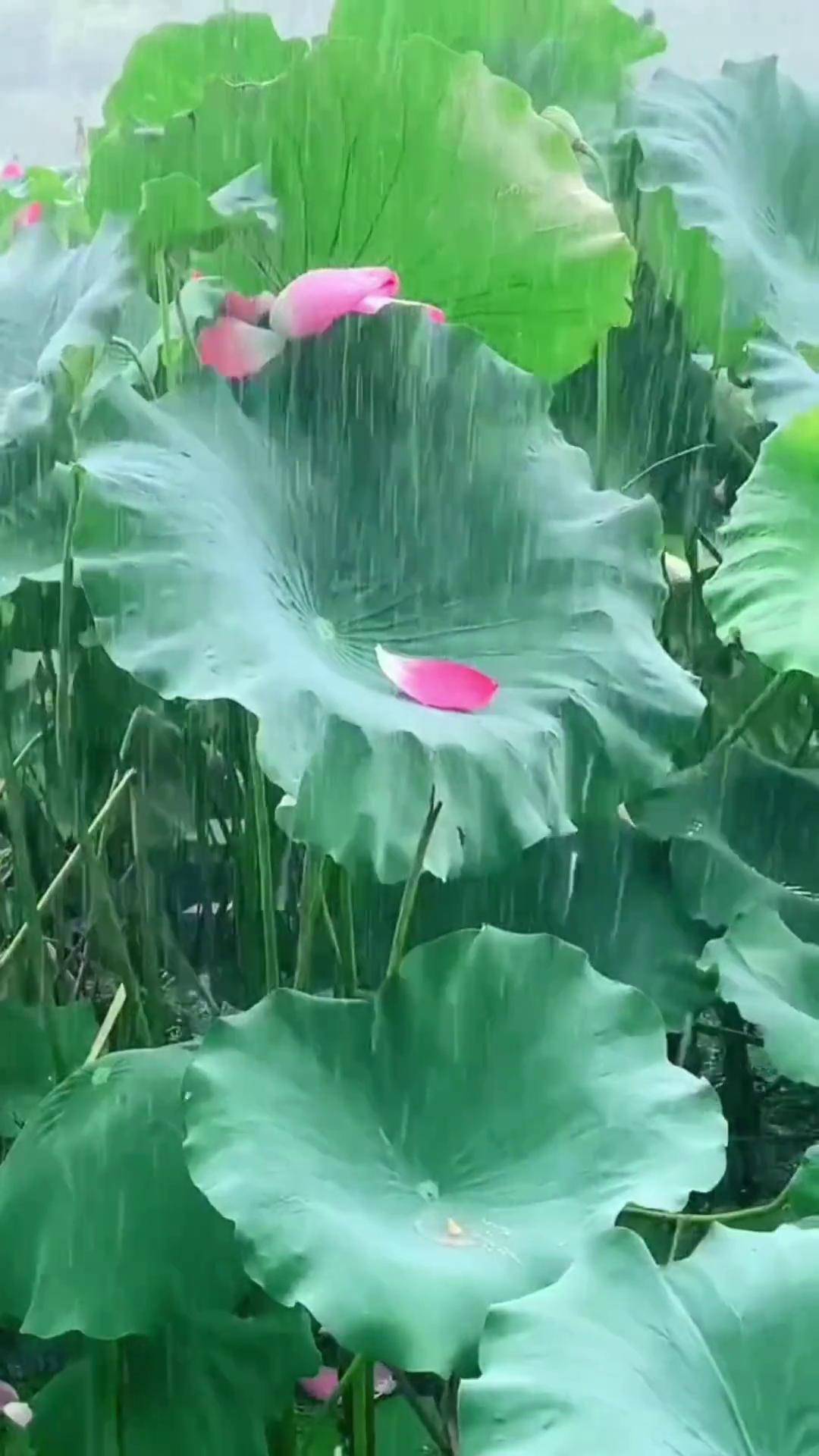 有人在等雨,有人在躲雨,有人在雨中赏荷.荷花 荷塘美景 下雨天