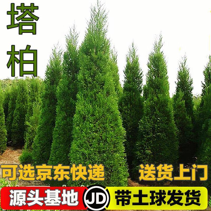 柏树和侧柏树一样吗?简单告诉你区别!_树苗_生活_自然