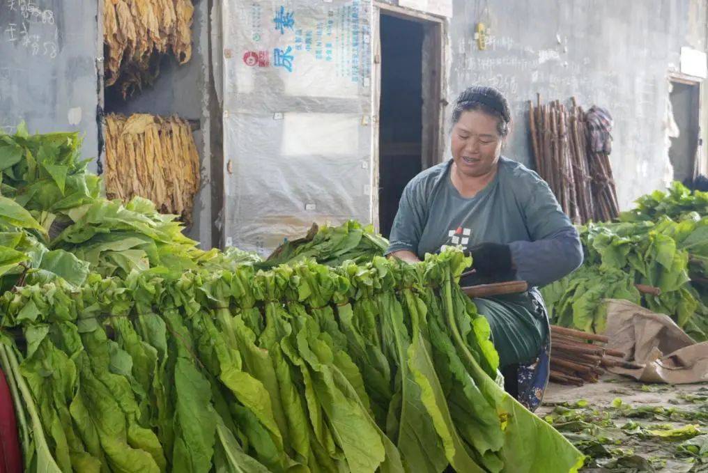 大方县牛场乡:"绿叶"变"金叶",助力乡村振兴