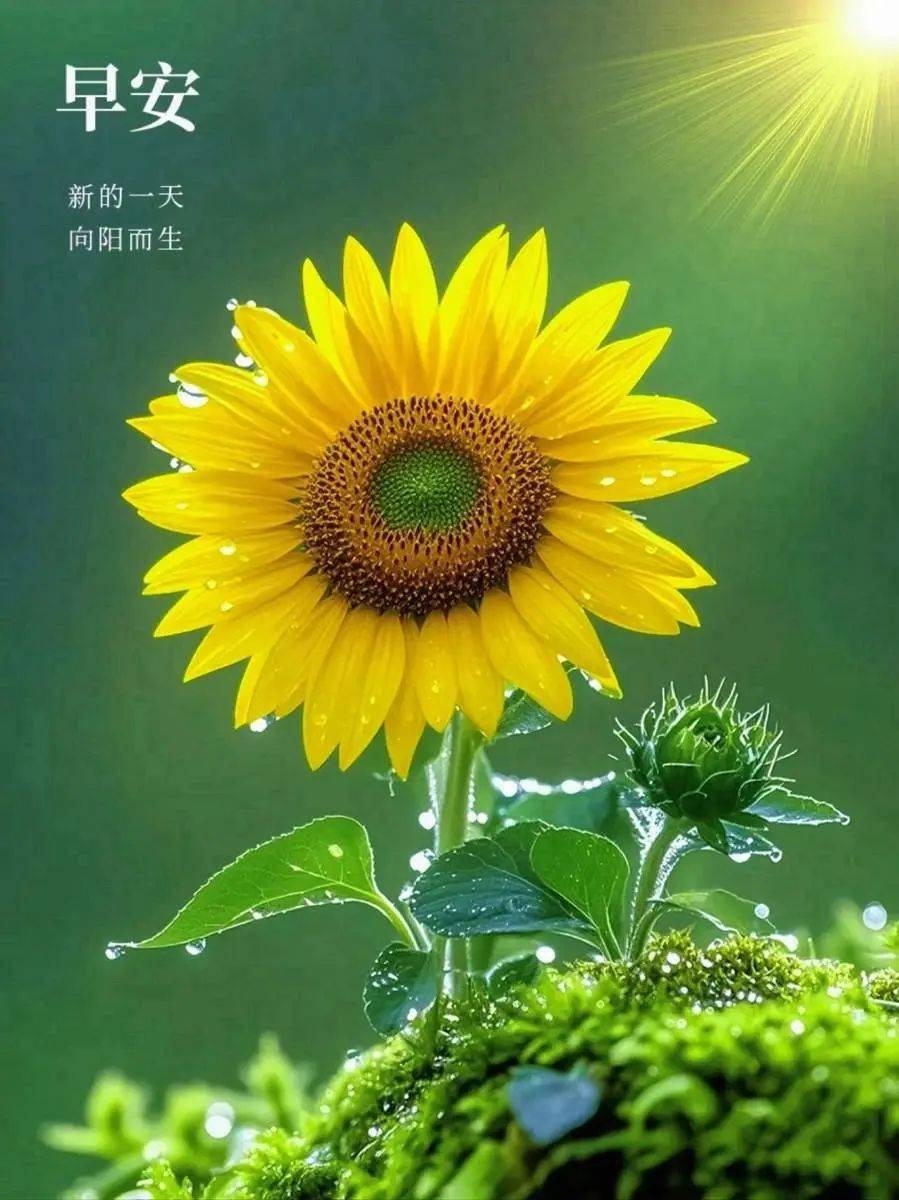 10句很阳光的励志正能量句子一句顶十句句句激励人心