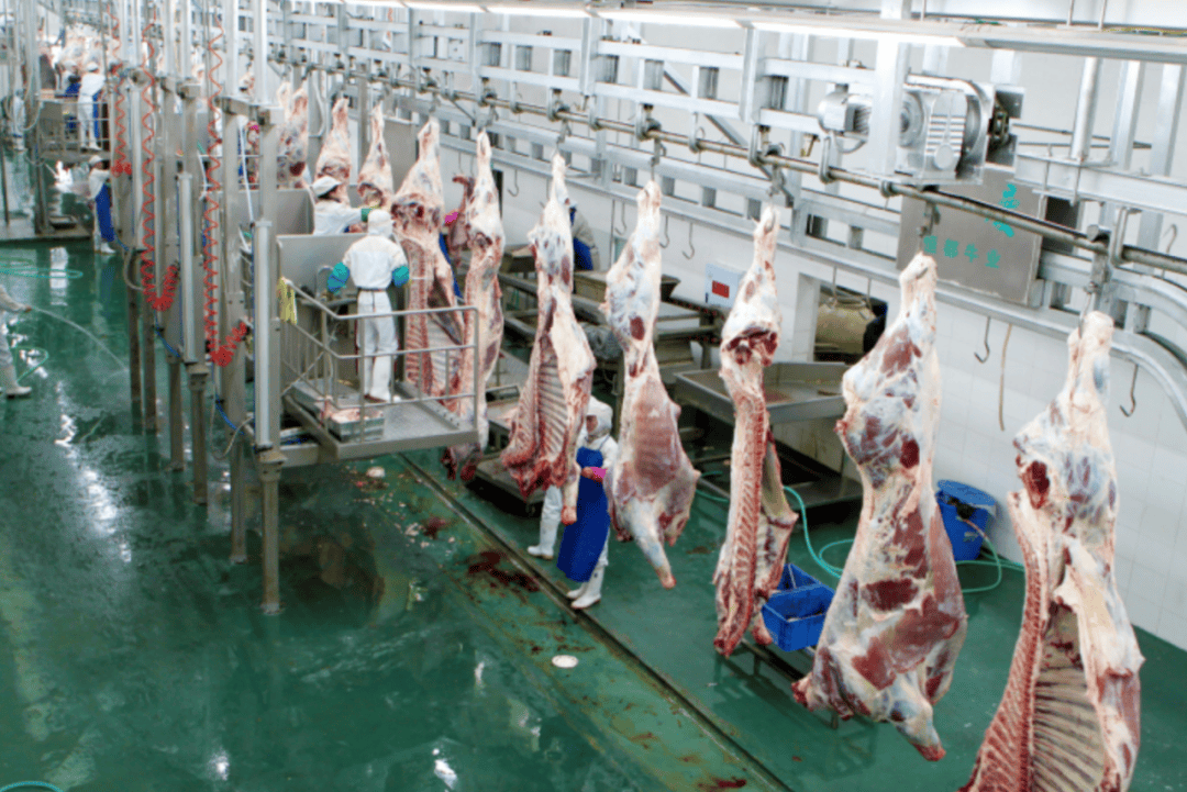 从牧草种植,肉牛育肥,到屠宰分割,精深加工,冷链销售,恒都构建起一条"