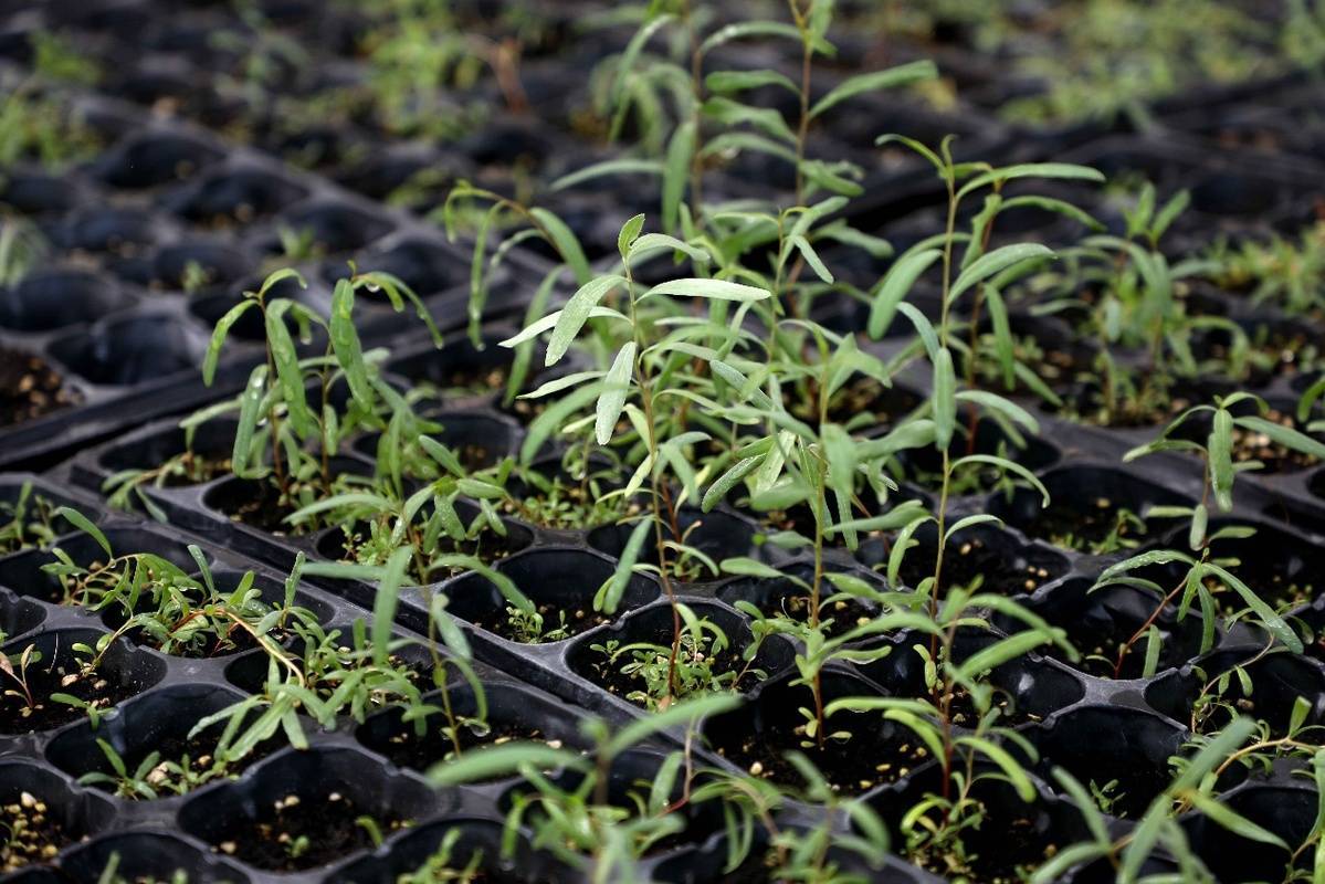 新疆首批20万株"速生"胡杨苗批次移栽