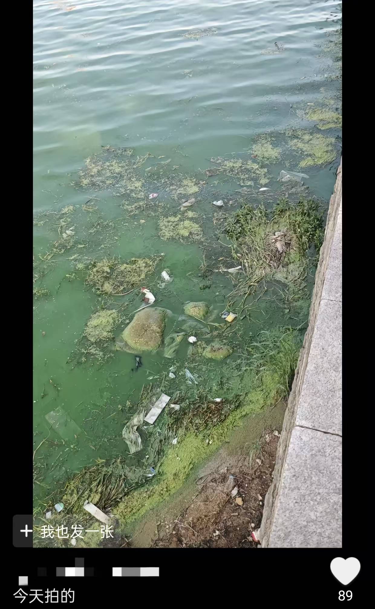 沂河水发绿发臭出现死鱼死鳖，山东临沂：与气温降雨有关，藻类致水体富营养化