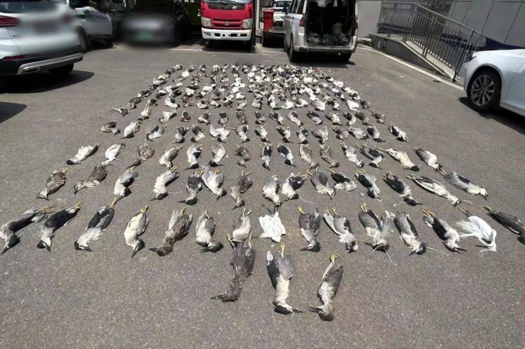用浸泡过剧毒的小鱼绝户式捕杀6000多只“三有”鸟类，16人被判刑，警方通过现场烟头残留DNA锁定嫌疑人，查获冻禽价值超300万