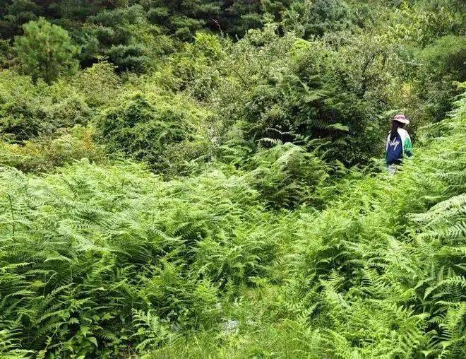 7岁男孩在大理苍山失踪近24小时：参加户外独立营，多方连夜搜寻无果