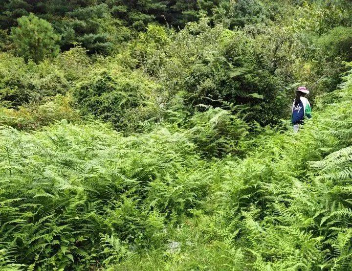 官方通报8岁男童在大理苍山参加户外独立营时走失：正在全力开展搜救工作