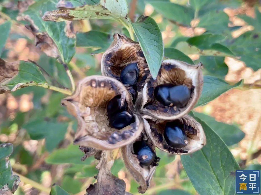 50多万株!紫斑牡丹籽大丰收