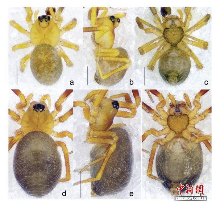 广东丹霞山发现第53个新物种——丹霞岳麓山蜘蛛