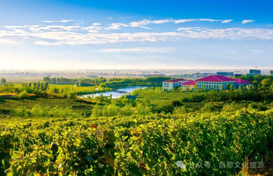 邂逅河北百年葡萄树逛酒庄品红酒宿葡园开启藤下慢时光