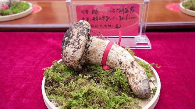 好吃又好玩！保山龙陵平达乡首届乡村艺术美食节人气爆棚