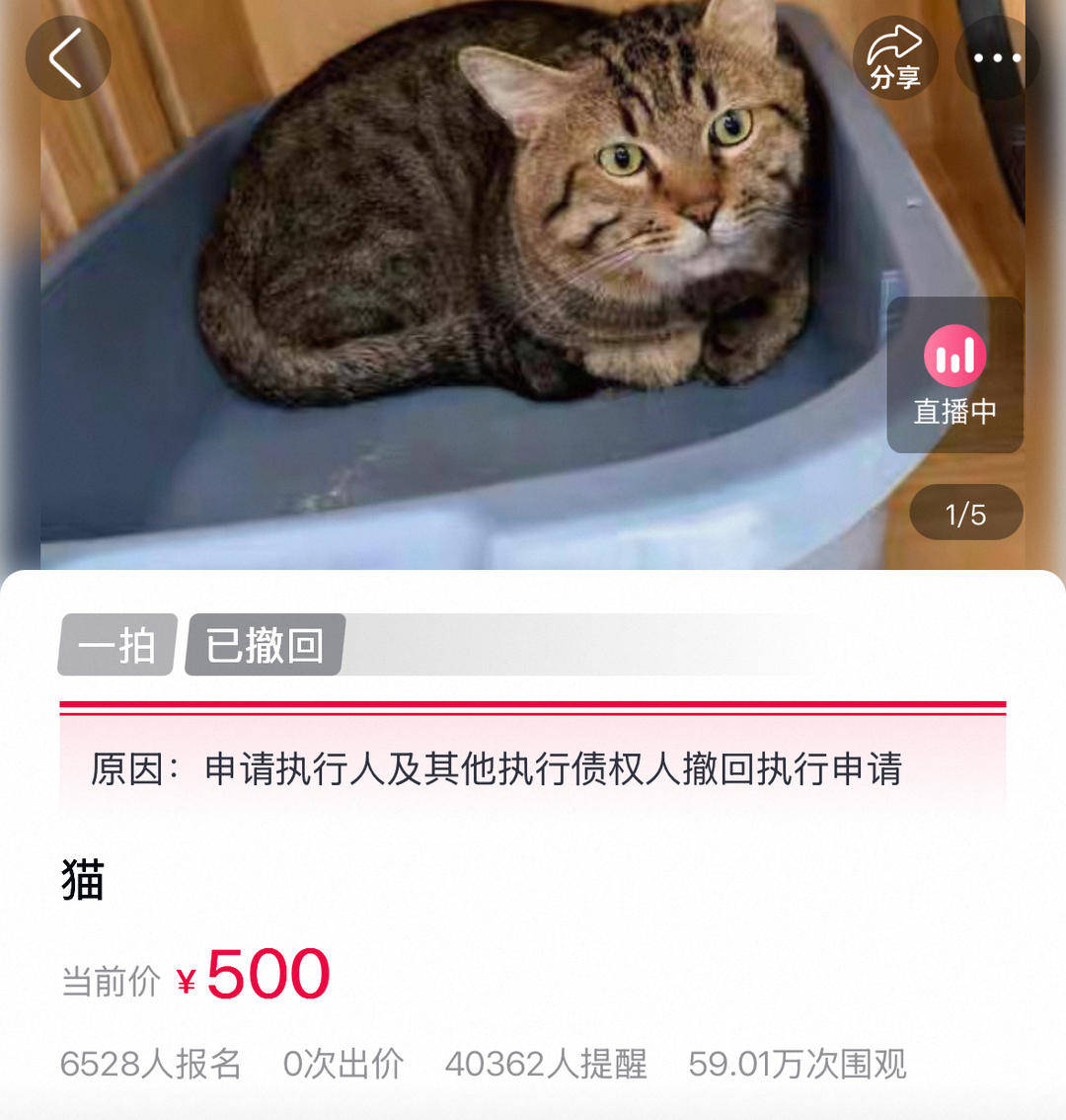 “卖身”抵债狸花猫拍卖被撤回，曾有6528人报名 工作人员：债权人撤回执行申请