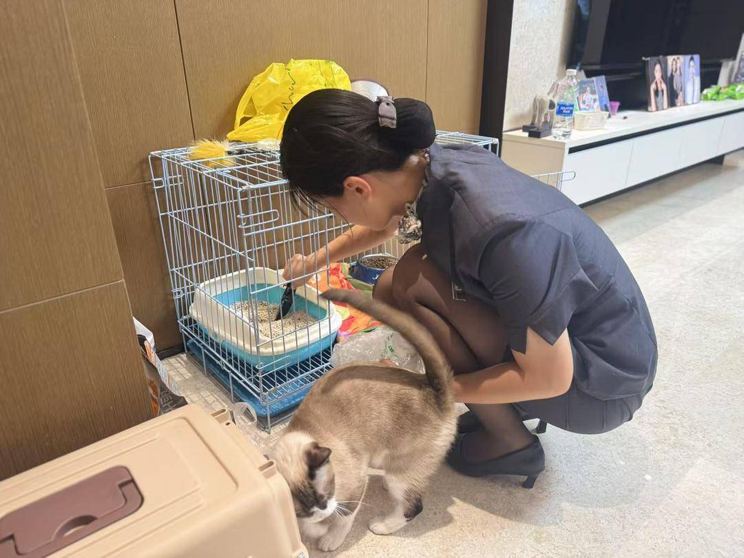 宠物上门喂养
