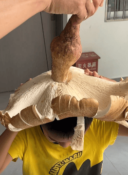 菌盖大如伞！云南大理一村民采到超大黄皮鸡枞