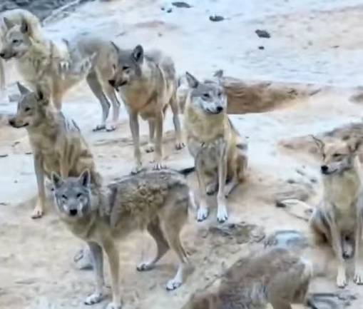 陕西榆林青云镇有狼外逃？当地回应：是狼犬，目前击毙6条，未逃的15条狼犬也已击毙