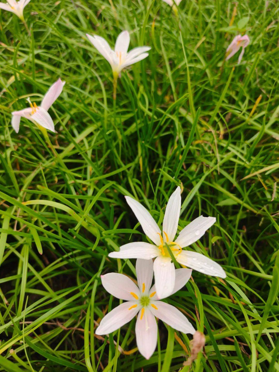 德阳人莫错过!清新淡雅的葱兰上线了,位置在