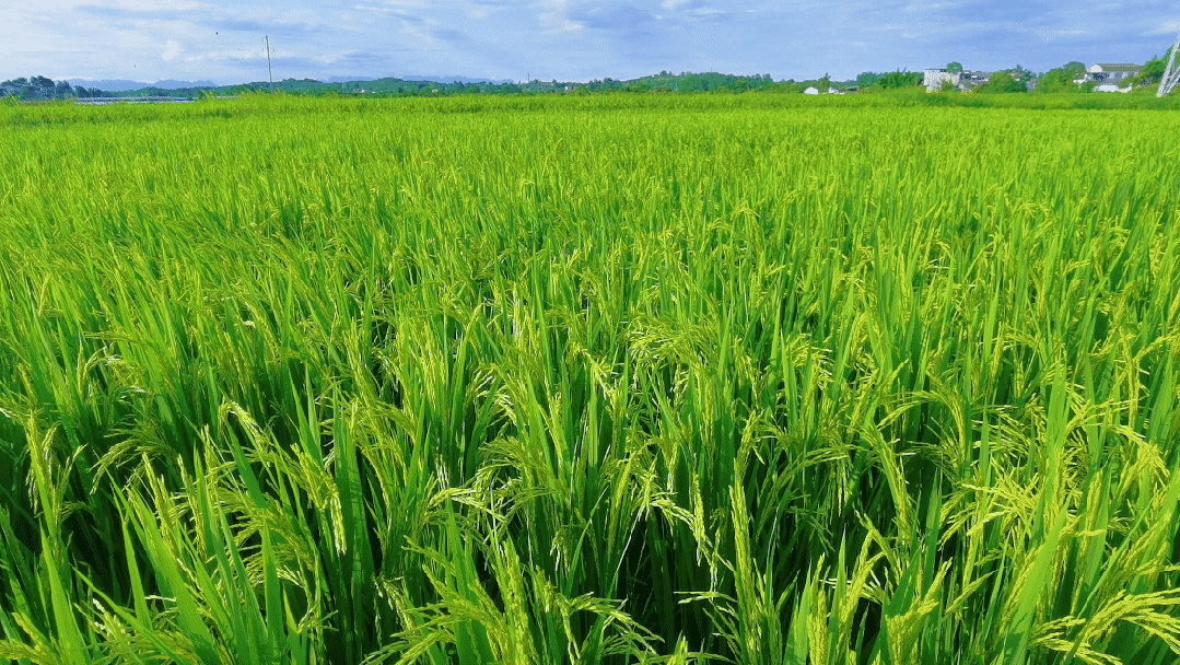 乐游绵阳 清凉一夏 ‖ 又是一年稻花香,游仙这个村庄美成治愈系油画!