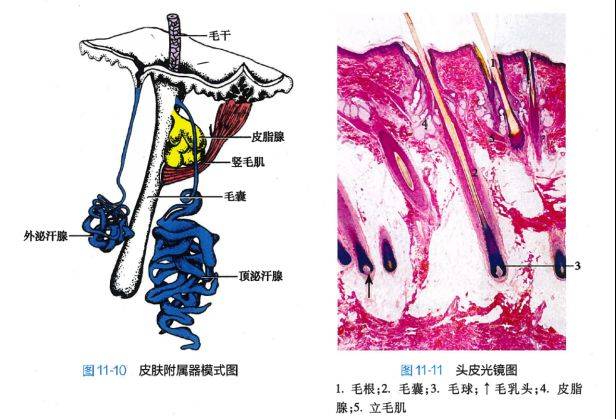 白头发拔一根长三根?到底能不能拔?终于弄清楚了!_毛发_黑色_毛囊