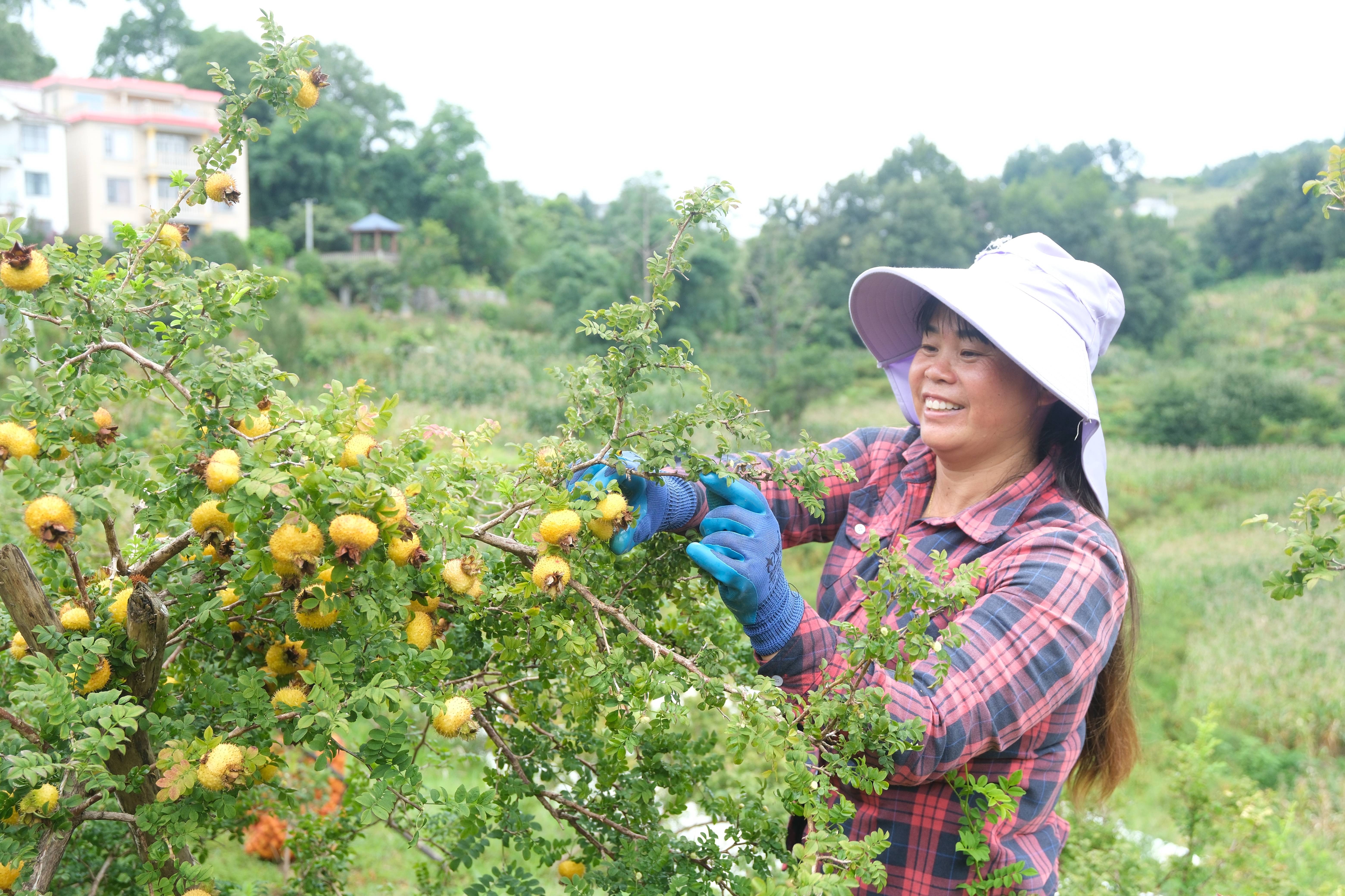 贵州日报聚焦水城刺梨推出整版报道