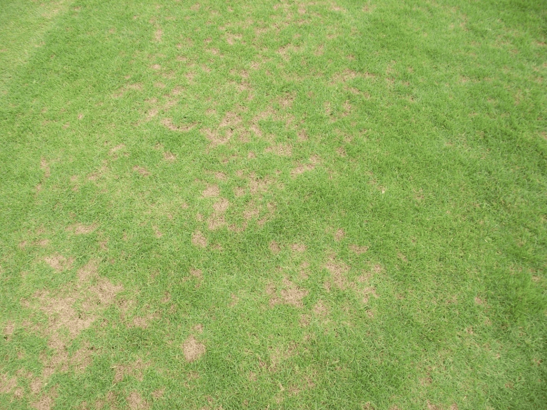 币斑病作为草坪四大病害之一是夏季常见病害,尤其易发生在低修剪草坪
