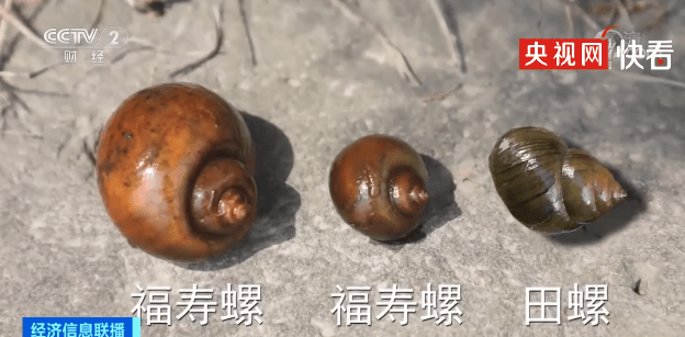 寄生虫多达6000条，这种粉红色“葡萄”不能吃