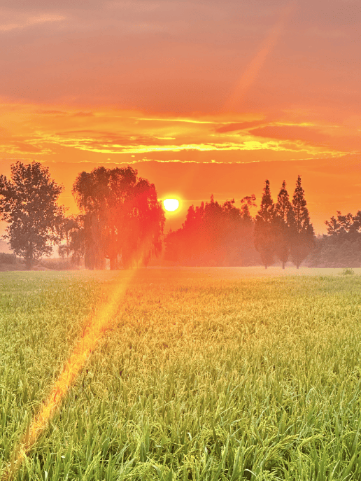 勾勒出一幅醉人的秋景图渐渐染红田野太阳悄然升起摄影 夜色摄影 杨涛