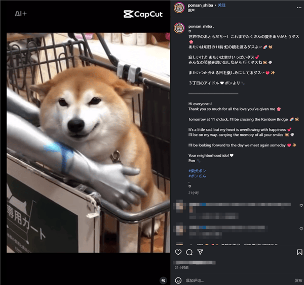 知名互联网meme原型柴犬PON去世_主人_表情_网络