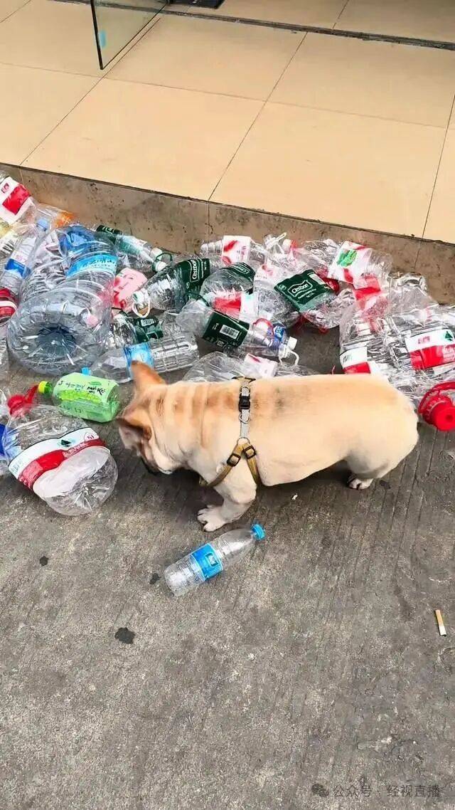 5岁半斗牛犬五年捡瓶子攒下1万多元！每天早中晚捡3次……狗主人：是自己在外奋斗的缩影